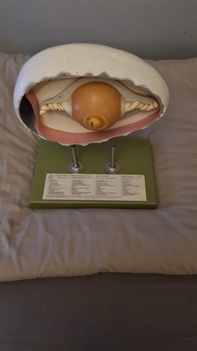 Anatomisches modell eines - anatomisches,