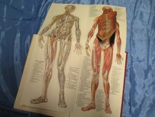 Brechmann , Praktischer