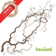 Schöner  Dekozweig aus