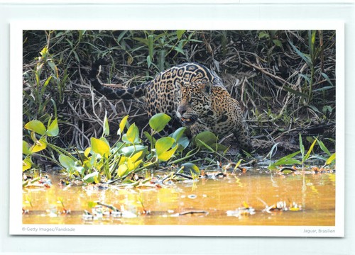 Postkarte jaguar - ak,