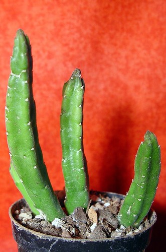 Stapelia cm groß - 9,5,
