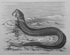 Armmolch Siren lacertina   Holzstich 1912  Molch Schwanzlurch 