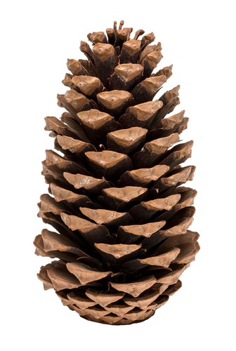 Nadeco pinus maritima - pinus, 14-18cm