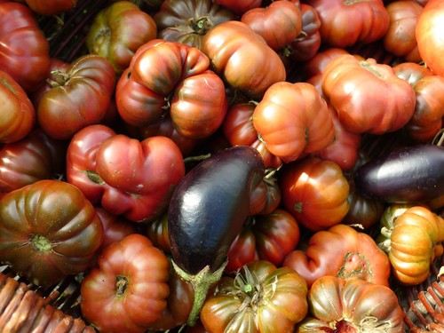 Tomate purple calabash - ‚purple, calabash‘