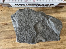 Ammonit Fossilplatte Schiefer