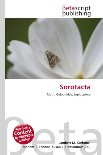 Sorotacta moth gelechiidae - sorotacta,