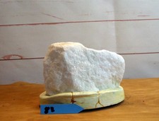 #83 Bonsai Präsentation