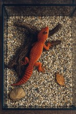 Terrariumkies / Sand 1,4–2,2