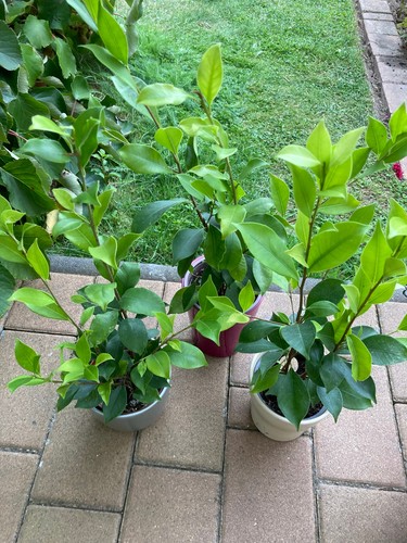 Birkenfeige ficus benjamina - birkenfeige, 2