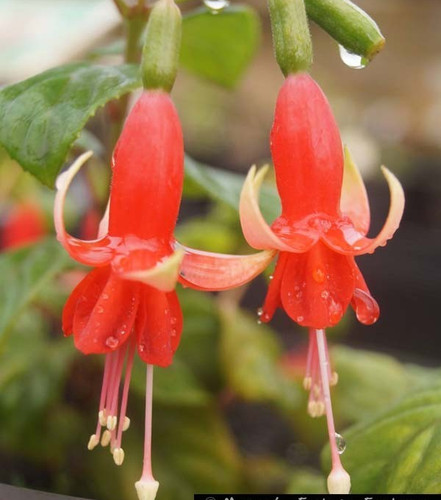 Fuchsien pflanze chang - fuchsien, "chang"