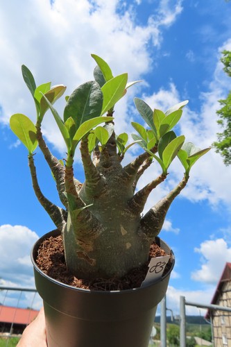 Adenium obesum wüstenrose - obesum,