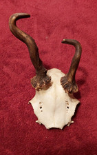 Rehbockgehörn * Geweih * Jagd * Jäger * Basteln * Dekoration * abnorm * 4