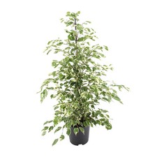 Ficus benjamina Twilight –
