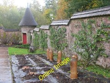 Foto 12x8 Rhabarber zwingt