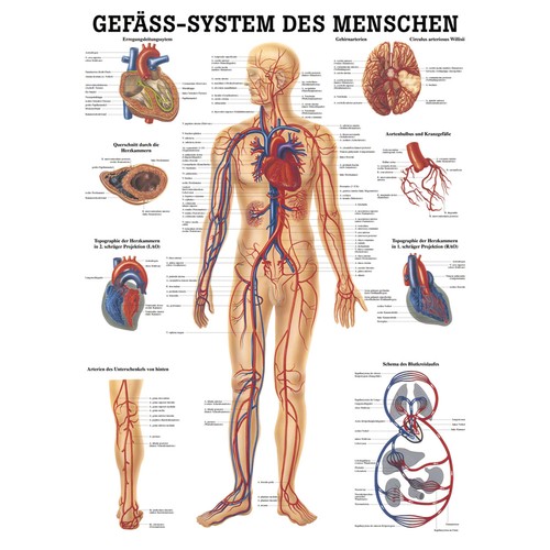 Gefäßsystem mini poster - gefäßsystem, mini-poster