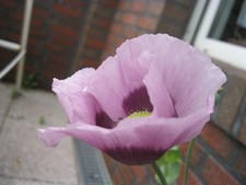 OAKWOOD.Damen Echt Nappa Leder