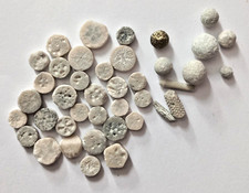 Klein Fossilien 40 Seeigel