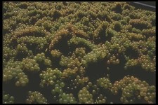 157040 Trauben in MwSt Ernte