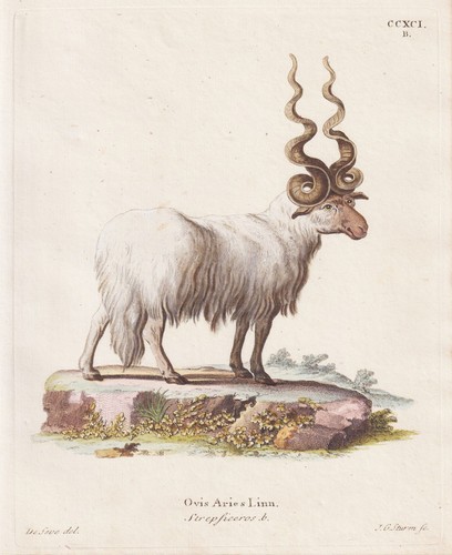 Zackelschaf schaf racka - schaf,