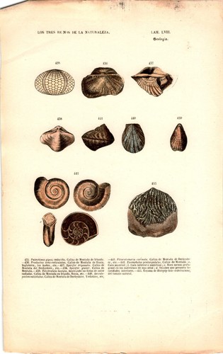 Antike handkolorierte - antike,