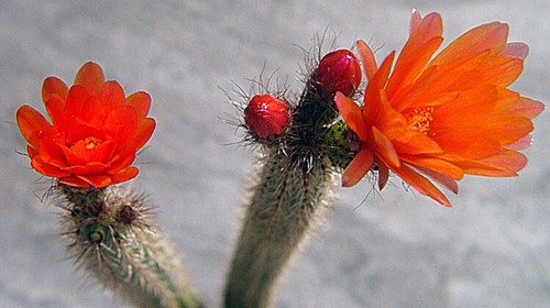 Corryocactus erectus cm - 15,