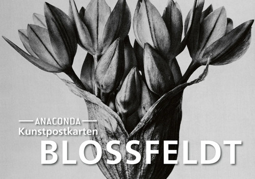 Postkarten set blossfeldt - postkarten-set, |