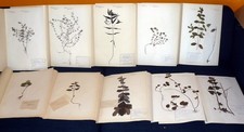 Herbarium großes Format