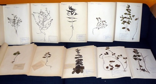 Herbarium großes format - großes,