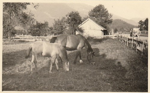 Pferde der koppel - in, f2026