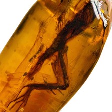 EIDECHSENRESTE in Burmesisch /