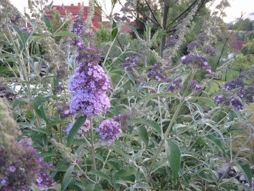 Sommerflieder buddleja davidii - sommerflieder,