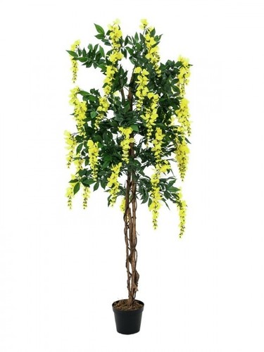 Europalms goldregenbaum gelb - goldregenbaum,,