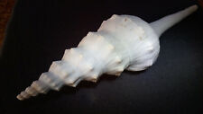 VERY NICE SHELL>SYRINX(FASCIOLARIIDAE)PRODUCTA (LONG SPINDLE) JAPAN ISLANDS
