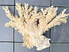 Riesige Deko-Koralle, echtes