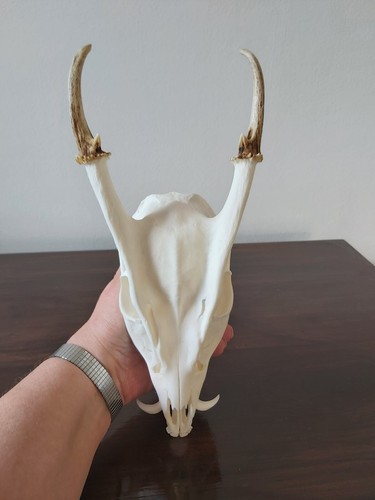 Muntjac bock hirschschädel - muntjac,