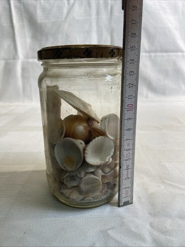 Muschelglas muschelsammlung - muschelglas,