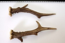 2 Geweihstangen vom Reh Geweih Deko Tischdeko Floristik