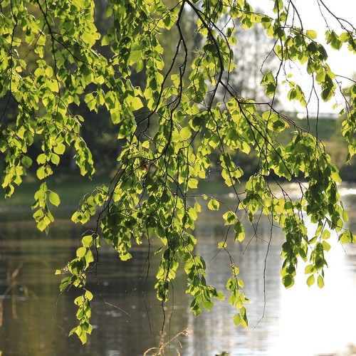 Hängebirke sandbirke betula - sandbirke,