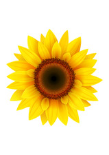 2X Autoaufkleber Sticker Sonnenblumen Aufkleber