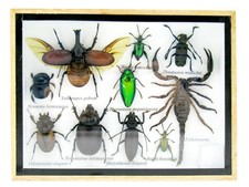 Einzelstück - echte