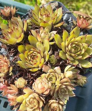 2x Sempervivum "Big Daddy" - Hauswurz - Garten - Steingarten - Ableger