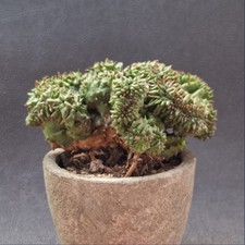 Horrida Cristata Inermis