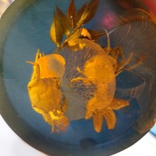 Bernstein mit Einschlüssen, auch Inklusen genannt.50er