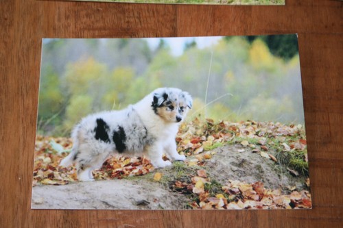 Hunde postkarte von poster xxl - hunde,