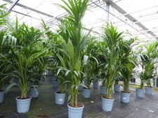 Kentia Palme 180 cm | bis 10