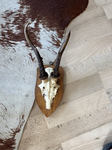 Rehbock geweih auf holzschild - rehbock,