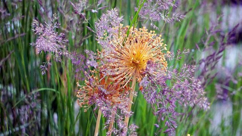Winterhart orange lila allium - winterhart, orange-lila