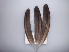 6 braun gemusterte  Federn