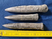 Belemniten Passaloteuthis