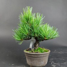 Bonsai - Mädchenkiefer, Pinus Pentaphylla, Shohin, Japan